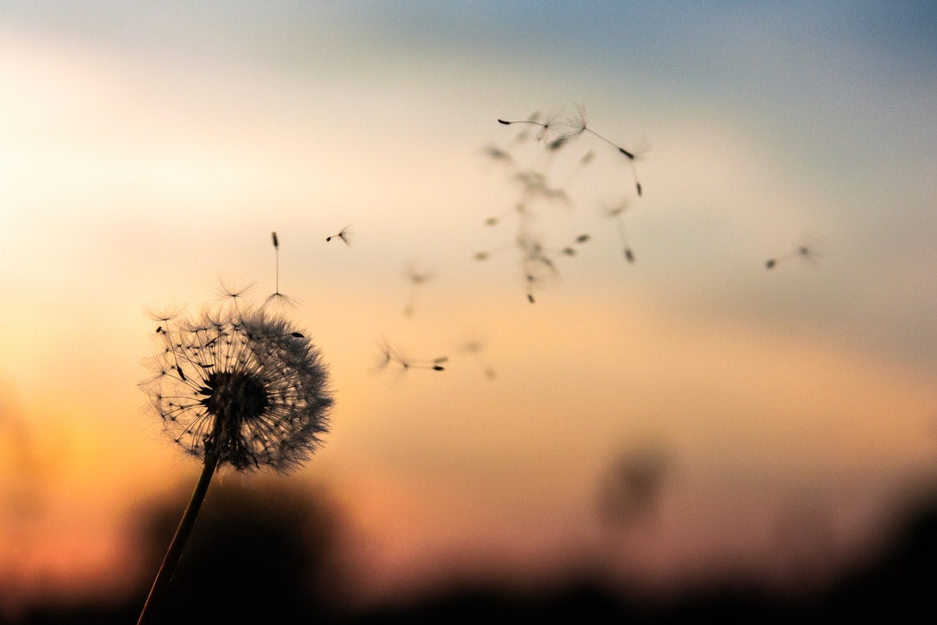 Dandelion with pollen blowing awa
